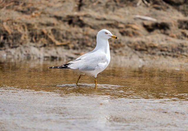 退潮滩涂的白海鸥：藏在喙与羽毛里的小常识
