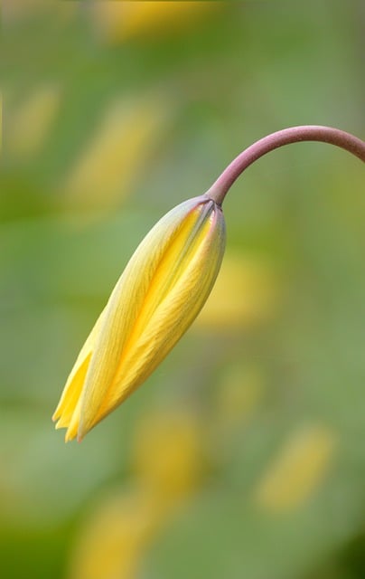 春日郁金香瓣面的软光反光 恰似楼宇玻璃的光影细节