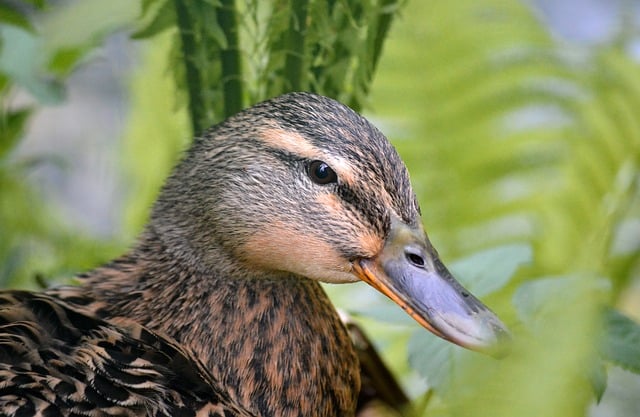 巷口草坡偶遇绿头鸭 风裹草香揉进寻常烟火间隙