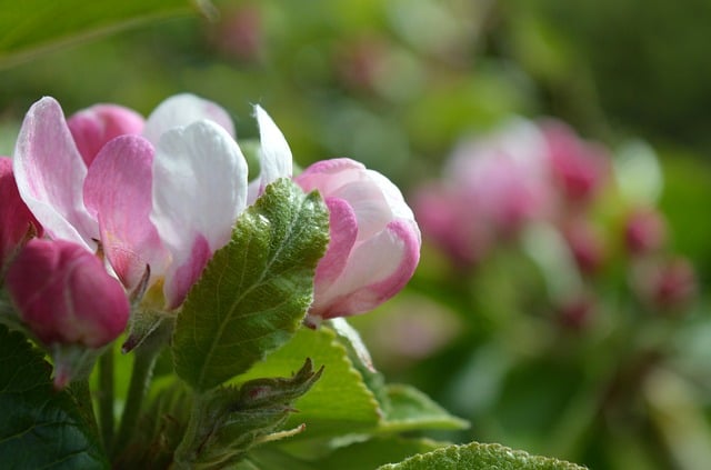 粉白春花枝下的旧忆，想起年少时外婆家的苹果花