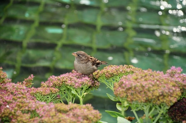 城市楼顶花园宿根景天花枝上 雀鸟敛翅驻足的微距时刻