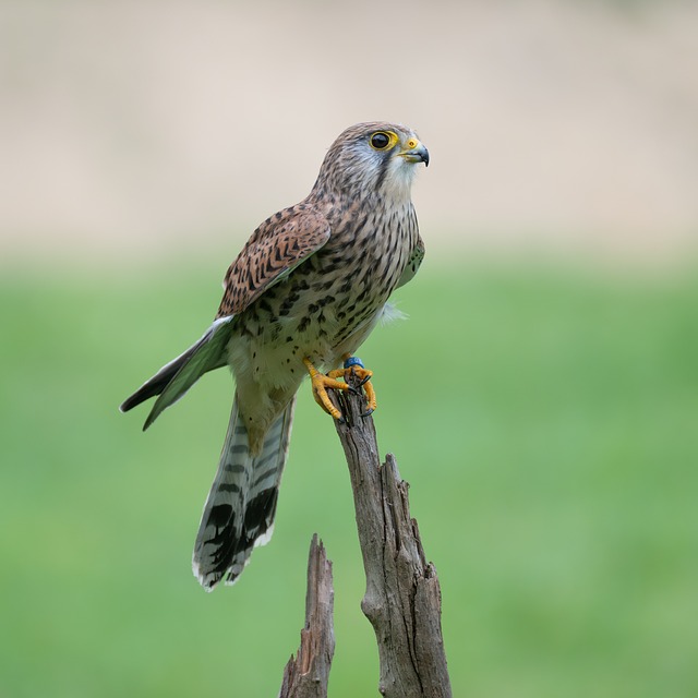 暮色漫过林梢，一只猛禽守着独处的黄昏时刻