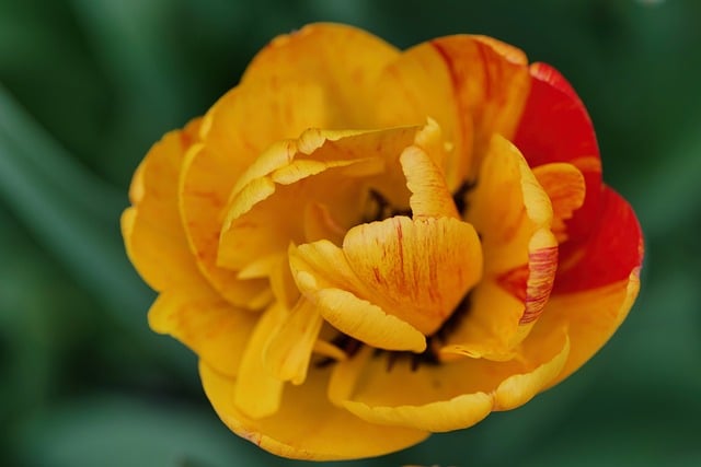 春日午后独处花径 接住满捧红黄郁金香的柔暖花光