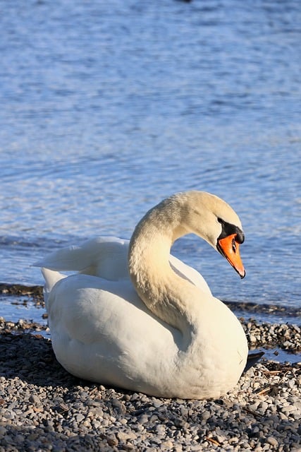 午后静谧湖畔：细察白天鹅休憩时的羽纹与松弛姿态