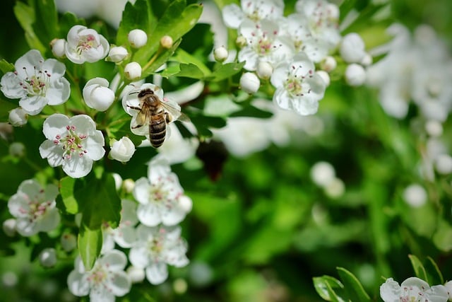 山楂花簇间的微距时刻：蜜蜂授粉时的细碎春日细节