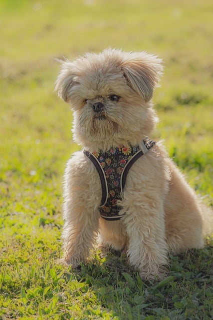霜降午后草坪上 奶黄小西施犬蜷在暖阳里