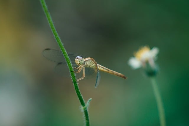 夏末午间溪岸闲步：撞见停驻草叶上的薄翼蜻蜓