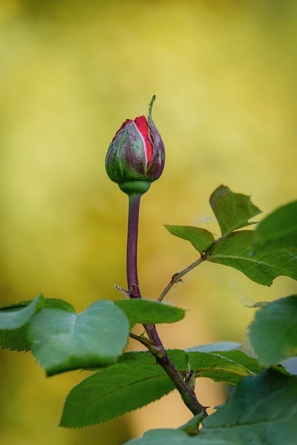 凑近红玫瑰花苞特写：发现绒边里的生存小智慧
