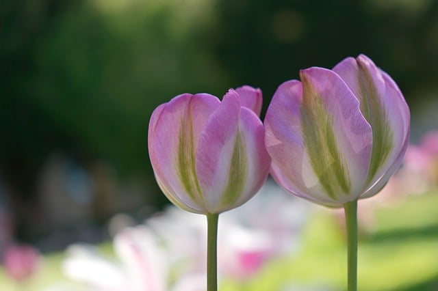 破晓时分的粉郁金香花径，独享半刻无人惊扰的松弛
