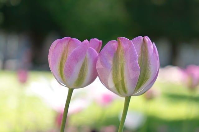 写给阿栀的短笺：郊野粉郁金香花田，寄你满屏春日软光