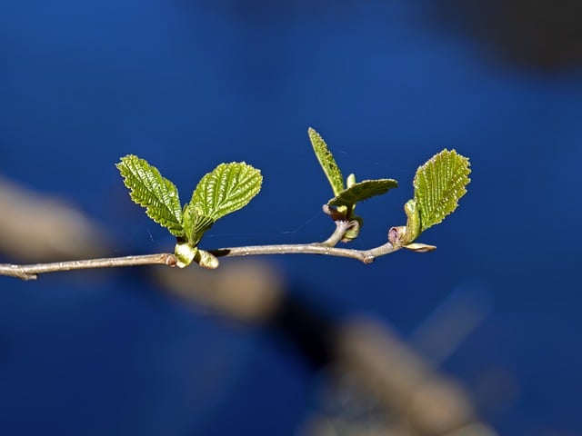 春日枝桠上的芽苞：藏在植物过冬与萌发里的小常识