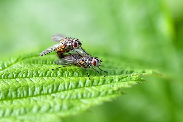 微距镜头下的虫间互动：藏着两个鲜为人知的小生物学常识