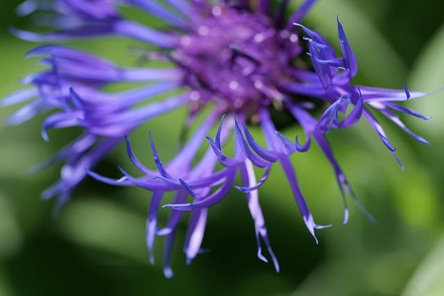 春日园圃微距特写：矢车菊紫花盛放的自然细节