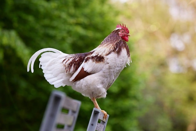 午后农家户外餐桌旁 红冠花公鸡踏着暖阳踱步