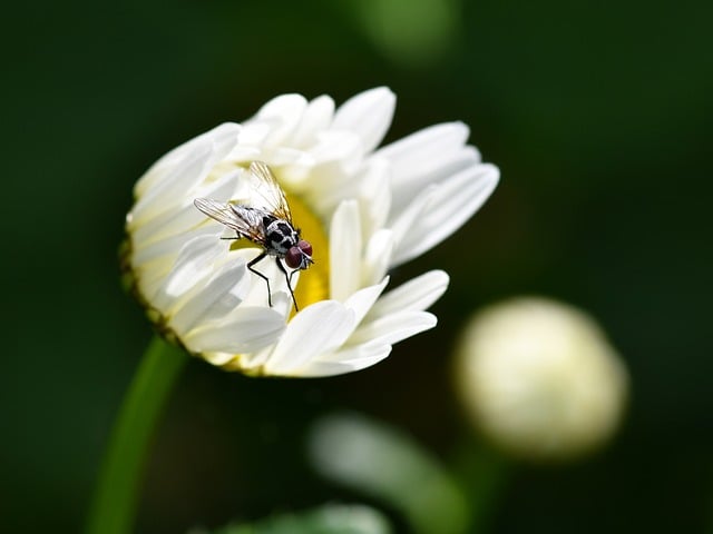 微距镜头里的白雏菊访客：藏着夏日花事的两处小常识