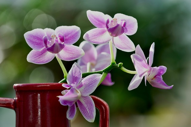 案头瓶插兰与百合：聊聊藏在鲜切花里的两个实用小常识