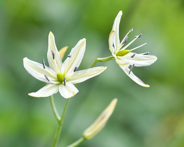郊野春深：微距镜头捕捉白百合花蕊的细微动静