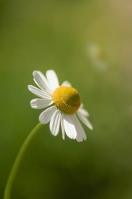 老瓦盆畔的白雏菊：藏着细碎时光磨痕的春日小景