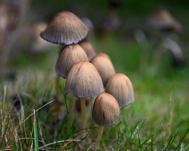 秋林腐叶间：林隙柔光裹着灰褐菌盖的静息时刻