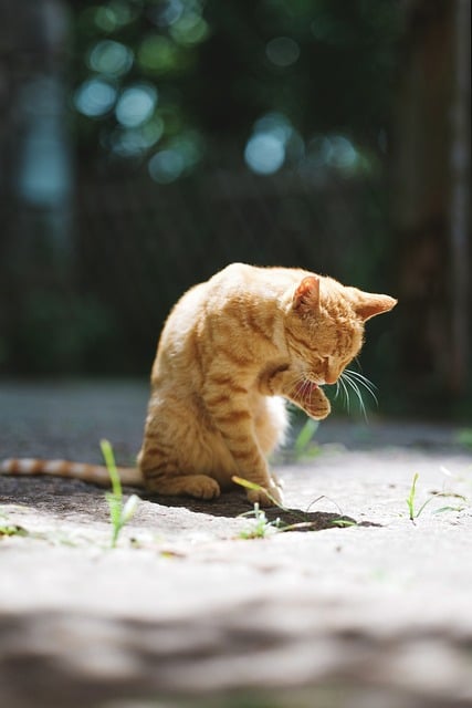 巷口暖阳里舔毛的橘猫 后来想起晒过阳光的旧午后