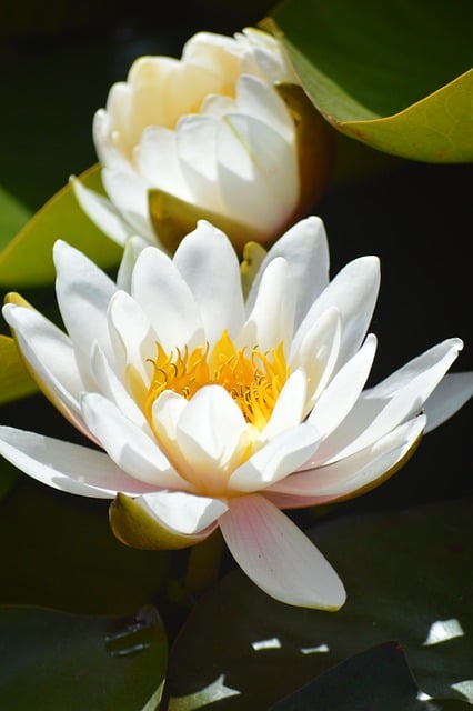 夏日池畔白睡莲特写：后来想起外婆家后园的旧时光
