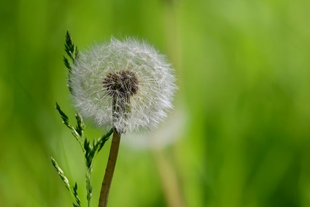 给阿栀的便条：风把夏末的蒲公英种子吹过了郊野草甸