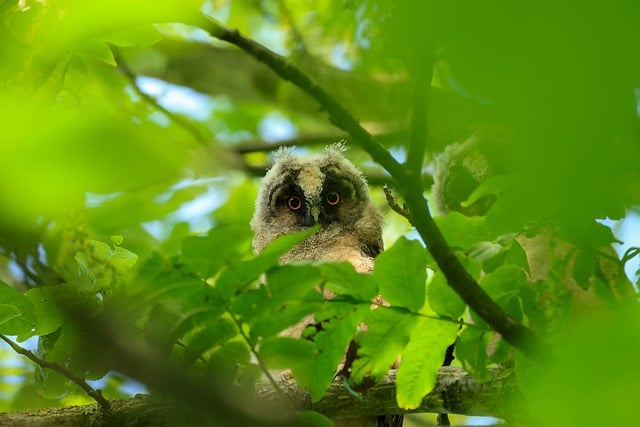 林间偶遇幼年长耳鸮 才懂它的面盘藏着实用小秘密