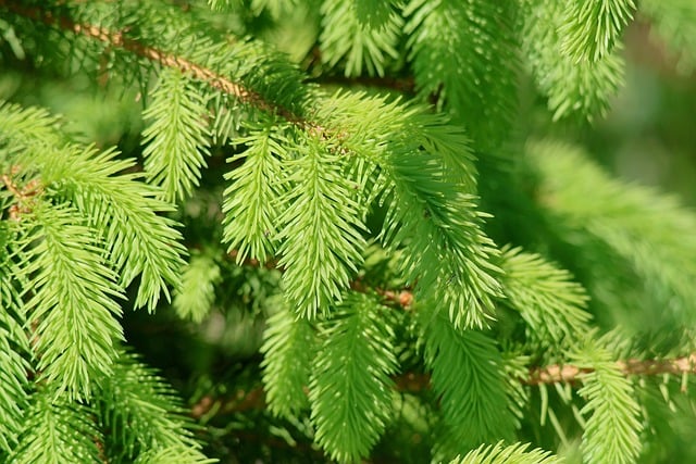 晨雾裹着松针清芬，独守山边晨昏的闲静时光