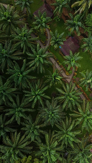 晨雾缠上蜿蜒林径 热带林间度假小屋藏着独处的晨昏