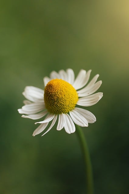 街角墙缝的黄雏菊 撞见寻常烟火里的细碎春日