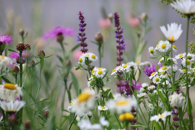 暮色漫过夏日野花甸 独享花间晚风与虫鸣