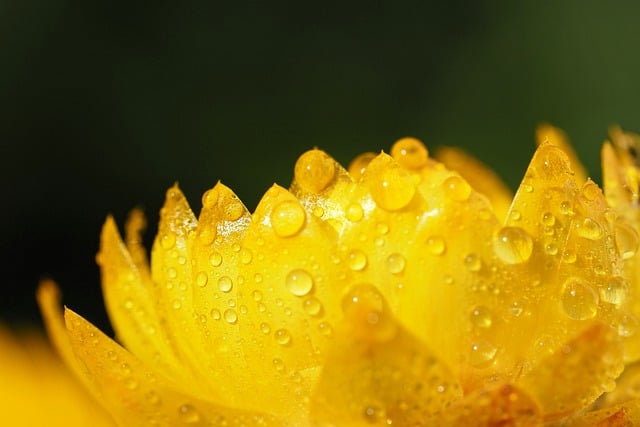 墙根黄花开透晨露：藏在水珠里的植物小知识