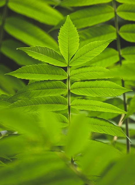 蹲在夏日园里看热带树皮：撞见纹路里的自然小常识