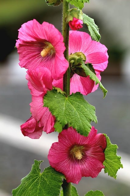 夏日晴日里的粉蜀葵：花床中的微观植物特写