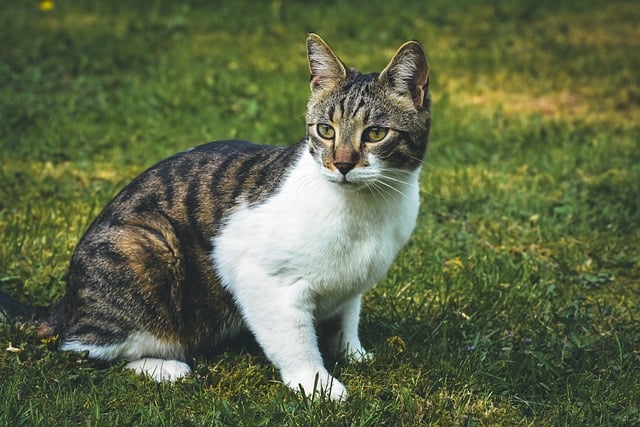 雨痕爬过玻璃墙 花斑猫在城建筑旁静卧看光影
