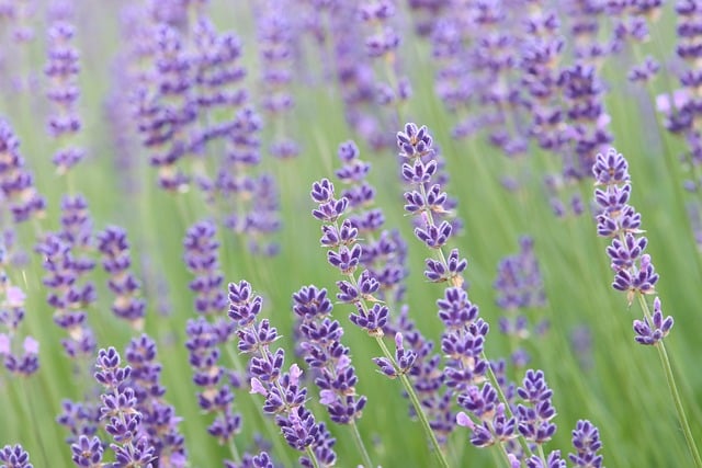 雨后晴光漫过薰衣草田 本想摘花却撞见花层下的小生灵