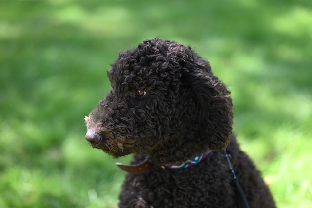 致阔别半载的老友：前日郊野撞见的黑卷毛犬，牵起当年养狗的细碎回忆