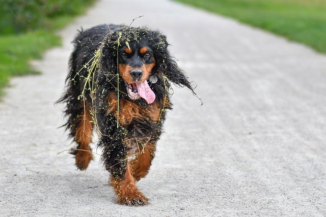 很久以前在夏日草径撞见戈登赛特犬的细碎回忆