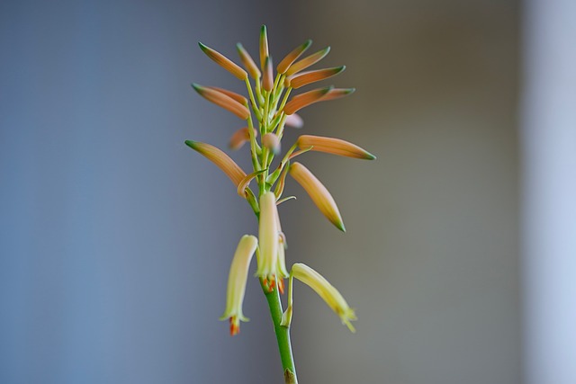 二月晨光里的芦荟与橙花，独处时的松弛时刻