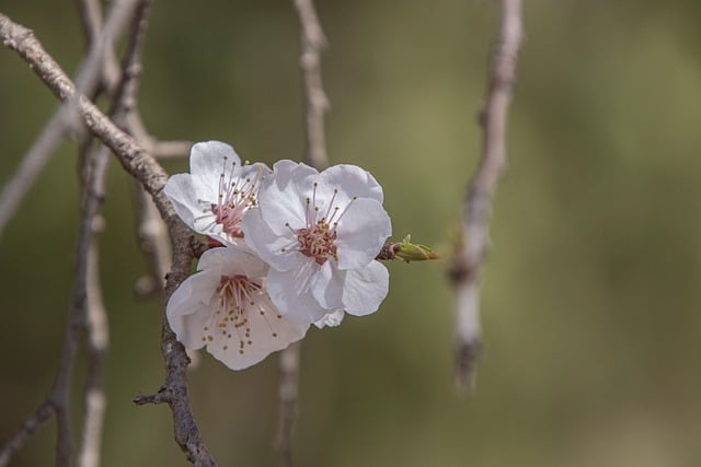 檐下春杏缀新枝 藏在花簇里的一则植物小常识