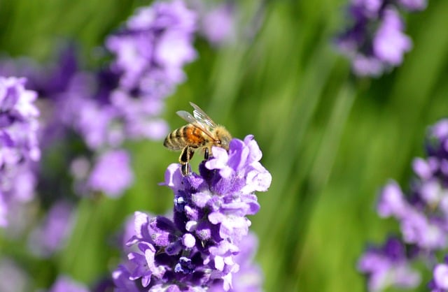 入夏庭院紫花盛放 蜜蜂衔着花香停在花穗之间