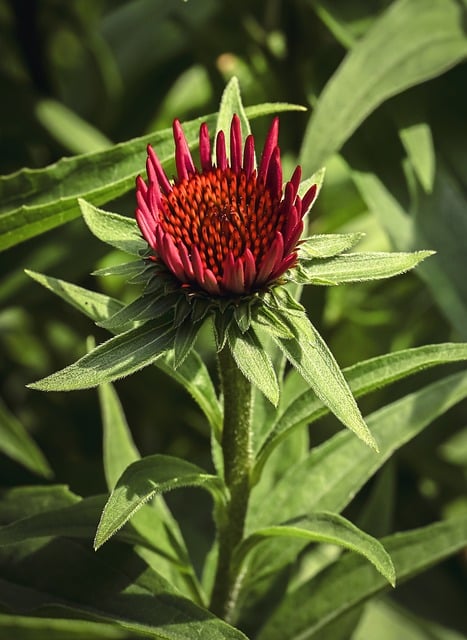 院角旧花架上的紫锥花簇 藏着夏末的磨痕与淡去的暖光