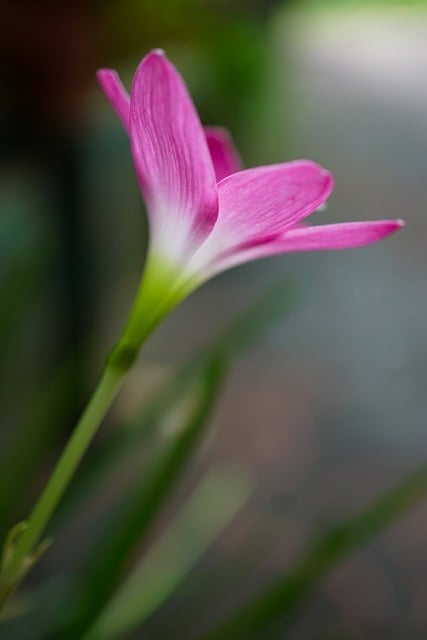 暮春黄昏檐下：粉花雨兰盛放的独处松弛时刻