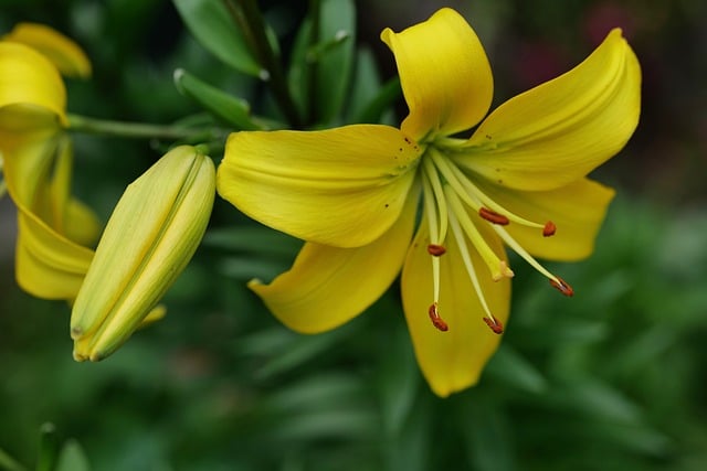 夏末俯身花径 细察黄百合雄蕊上的细微生命痕迹