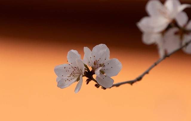 春日桃花微距特写：藏在花瓣里的植物小常识