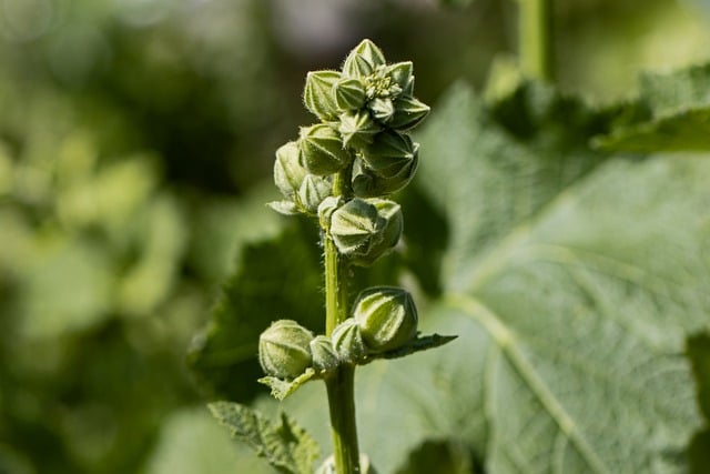 夏日郊野蜀葵的微距特写：待放花苞与盛放的花簇