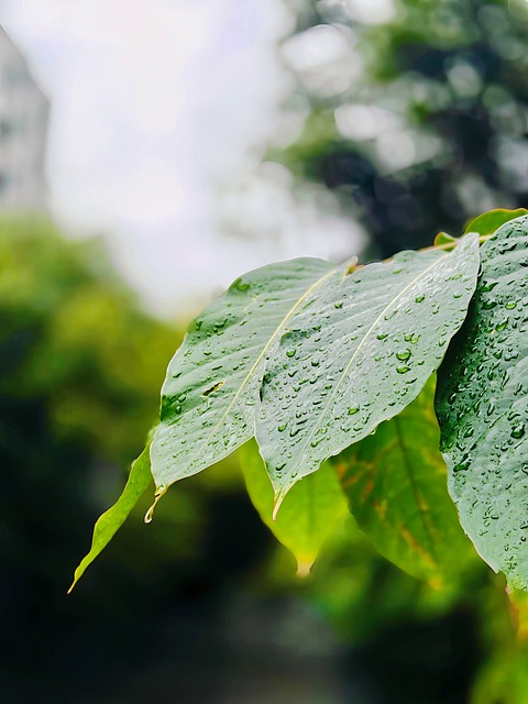 雨歇清晨的新绿枝桠：凝着露滴的独处清净时刻