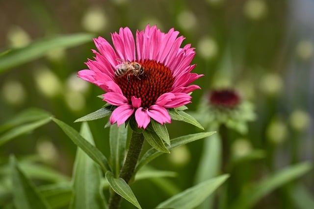 夏晴园圃的松果菊 正迎花间忙碌的蜂客
