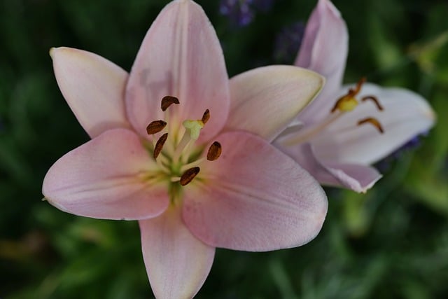 夏末花园户外餐桌，百合香裹着蜜渍芒果的清甜时刻