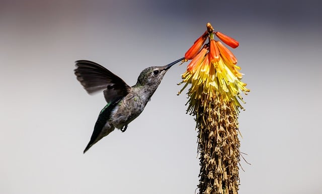 掠过橙红花簇的蜂鸟，勾想起许多年前的庭院闲坐时光